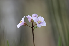 Cardamine trifida
