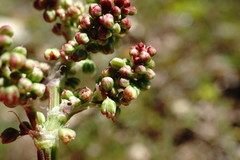 Rumex tuberosus