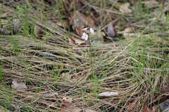 Cardamine trifida