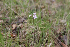 Cardamine trifida