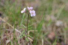 Cardamine trifida
