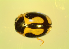 Hyperaspis vinciguerrae