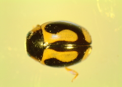 Hyperaspis vinciguerrae