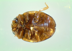 Hyperaspis vinciguerrae