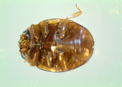 Hyperaspis vinciguerrae