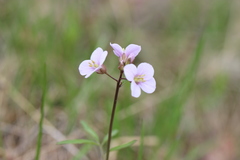 Cardamine trifida
