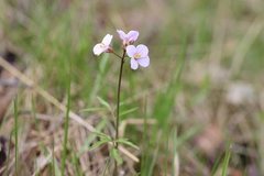 Cardamine trifida