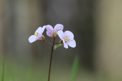 Cardamine trifida