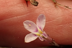 Lobelia patula