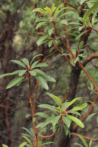 Arizona madrone
