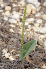 Malaxis macrostachya