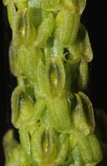 Malaxis macrostachya
