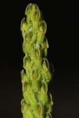 Malaxis macrostachya