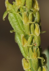 Malaxis macrostachya
