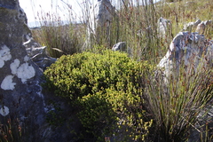 Stilbaceae