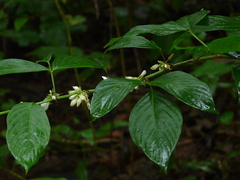 Dendrolobium triangulare