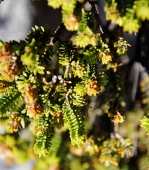 Stilbaceae
