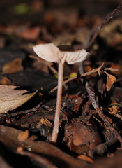Entoloma aromaticum