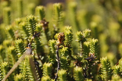 Stilbaceae