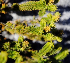 Stilbaceae