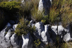 Stilbaceae