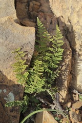 Myriopteris fendleri