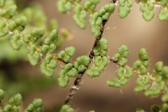 Myriopteris fendleri