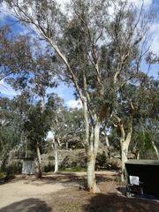 Eucalyptus rossii