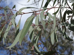 Eucalyptus rossii