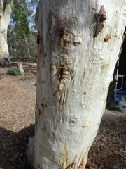 Eucalyptus rossii