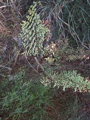 Cheilanthes viridis viridis