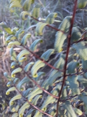 Cheilanthes viridis viridis