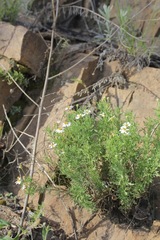 Perityle coronopifolia