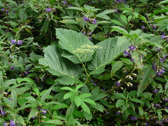 Leea macrophylla