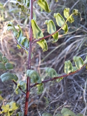 Cheilanthes viridis viridis