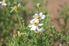 Perityle coronopifolia