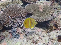 Chaetodon rainfordi