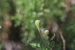 Perityle coronopifolia