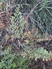 Cheilanthes viridis viridis