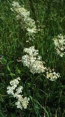 Filipendula vulgaris