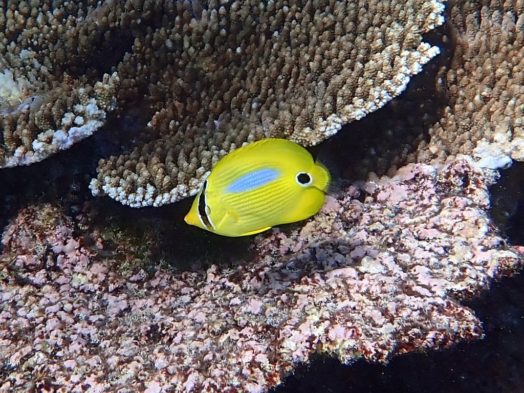 Blueblotch Butterflyfish