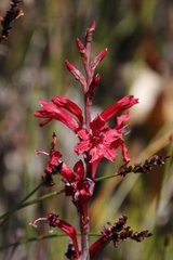 Tritoniopsis pulchra