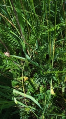 Filipendula vulgaris