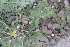 Oenothera toumeyi
