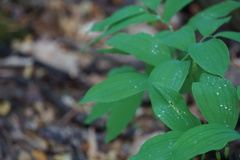 Polygonatum pubescens