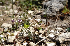 Galium tenuissimum
