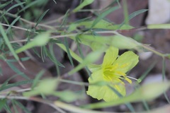 Oenothera toumeyi