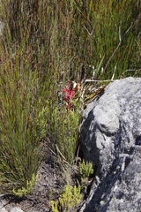 Tritoniopsis pulchra