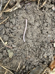 Aporrectodea caliginosa