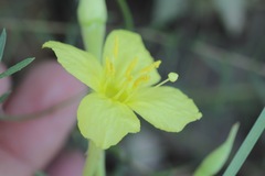 Oenothera toumeyi